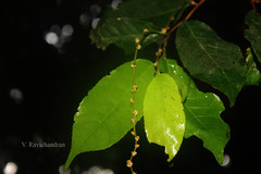 Cleidion nitidum
